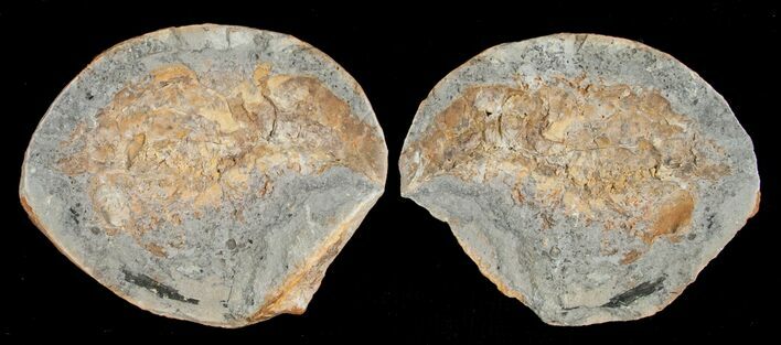 Triassic Fossil Shrimp From Madagascar #5167